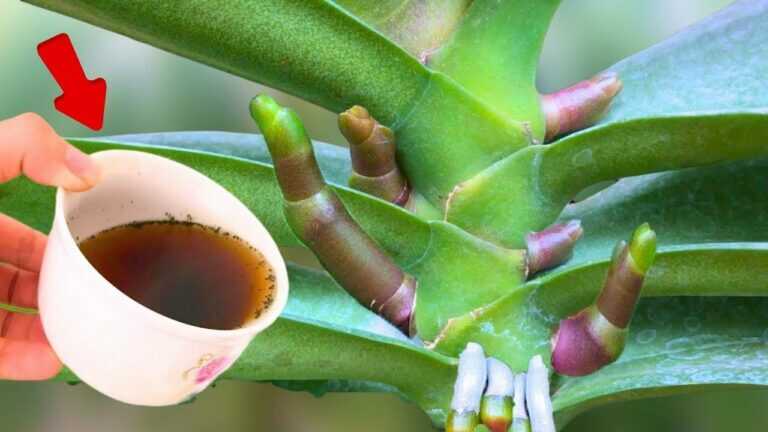 1 tasse par semaine ! Les orchidées produisent 1001 nouvelles racines et fleurs instantanément !