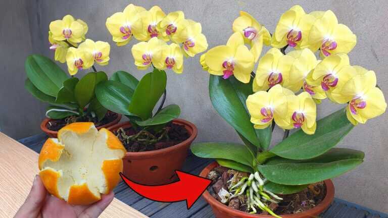 Just put this on the roots, orchids will sprout spikes immediately and bloom all year round