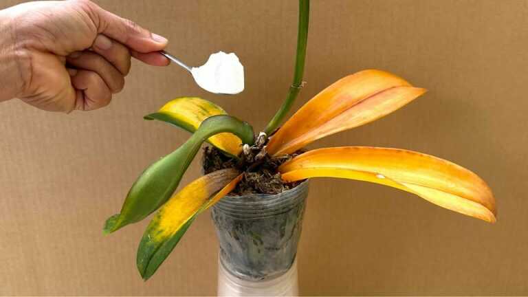 Pouze jedna lžíce! Orchidej okamžitě roste ze základu a kvete po celý rok.