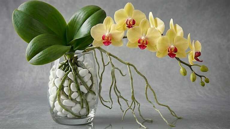 Stop met het gebruiken van orchideeënaarde! Deze methode laat nieuwe wortels snel groeien en bloeit meer