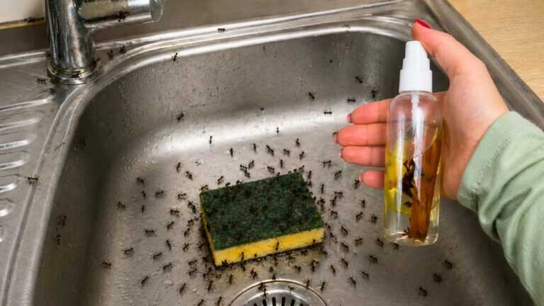 Spruzzalo in casa prima di dormire. Gli insetti spariranno in una notte