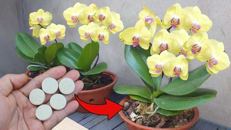 Basta una tazza per ridare vita all’istante a qualsiasi orchidea marcia con questo semplice metodo