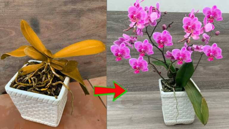 Recovery Secret! Dying Orchid Suddenly Grows 100 Roots and Blooms All Year Round
