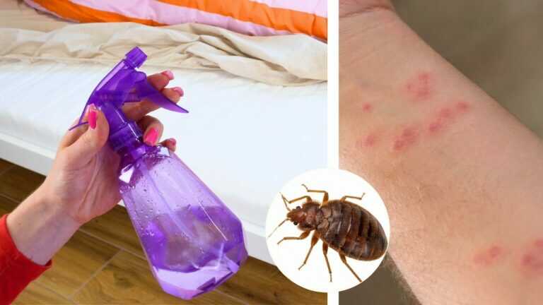 Schädlingsbekämpfer hassen diesen Geruch. Ein hausgemachter Spray und sie verschwinden aus dem Schlafzimmer