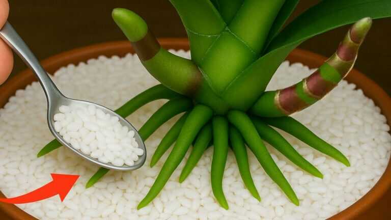 Spargi semplicemente sopra! All’improvviso le orchidee fioriranno come impazzite.
