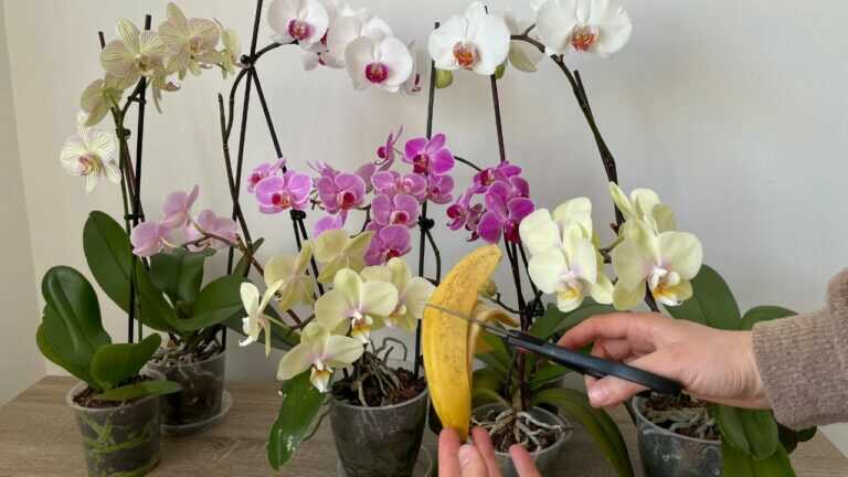 Orchidey to udělejte, ať bohatě kvete a vyraší nové listy a kořeny/Orchidej banánové slupky