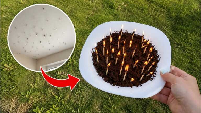 Protégez votre jardin des moustiques avec une simple astuce à l’allumette