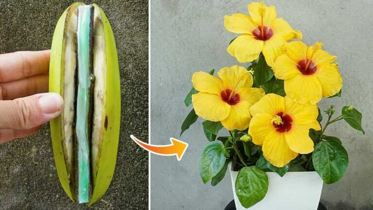 You will be surprised when you propagate hibiscus this way | growing hibiscus in a banana