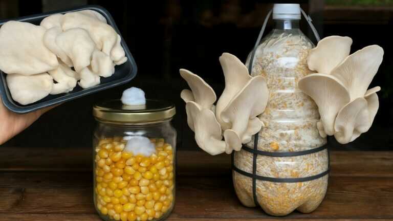 🍄 How to Grow Mushrooms | From Those We Buy at the Market