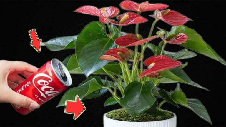 One Can of Coca-Cola Makes The Entire Anthurium Garden Bloom Miraculously