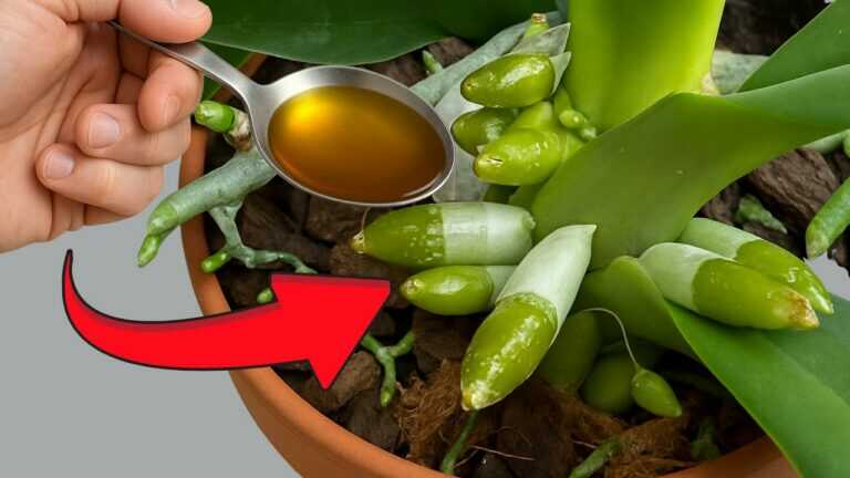 Un cucchiaio alla settimana! All’improvviso la tua orchidea produce nuove radici e fiori tutto l’anno