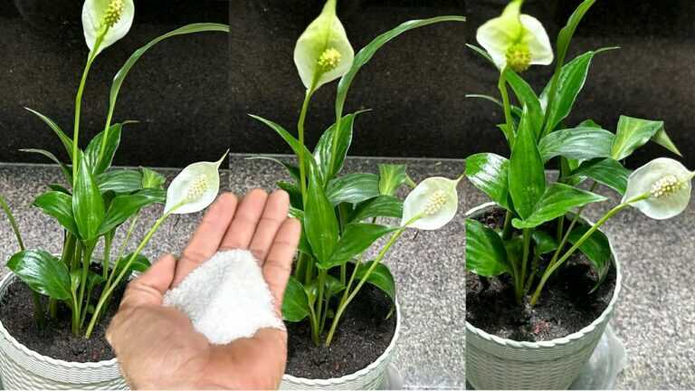 Sow 1 spoon! Every plant grows super roots and blooms super flowers