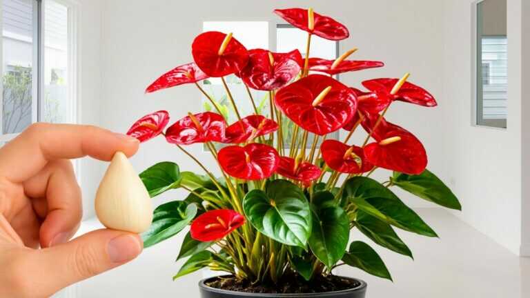 🌺 Juste de l’ail ! Les anthuriums développent des racines solides et fleurissent naturellement toute l’année