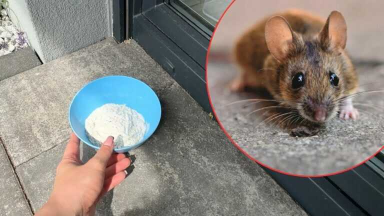 Rats and mice disappear instantly without expensive or harmful traps
