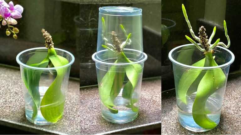 Planten van Orchideeën in Water Zonder Wortels Zullen Sneller Veel Wortels Groeien Op Deze Nieuwe Manier
