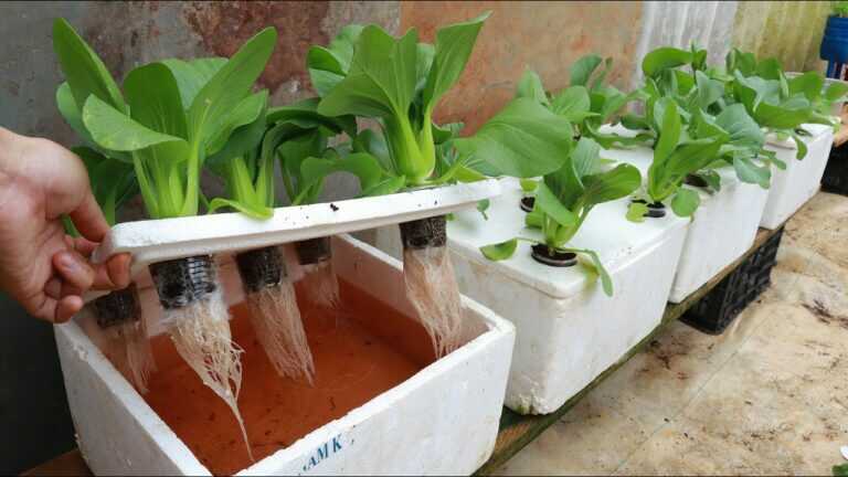Growing Hydroponic Vegetable Garden at Home – Easy for Beginners