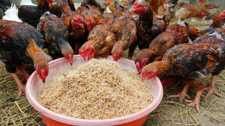 Comment cultiver du riz germé comme aliment pour poules pondeuses
