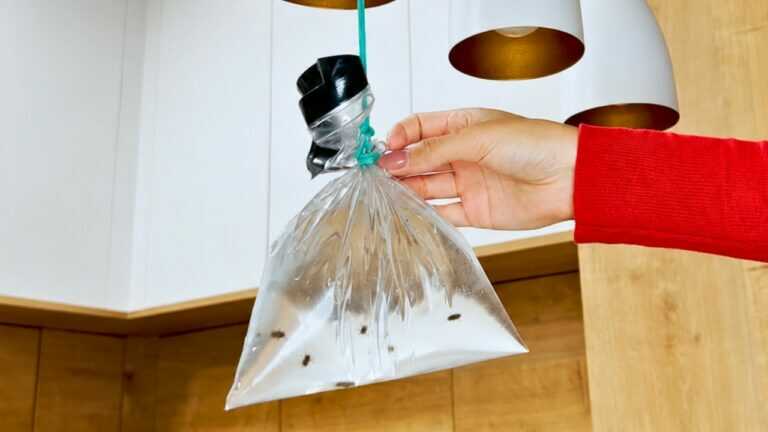 Fliegen in der Küche? Probieren Sie den Trick mit dem Wasserbeutel