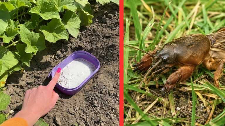 Der geheime Eindringling zerstört heimlich den Garten. Halte ihn auf, bevor er sich vermehrt.
