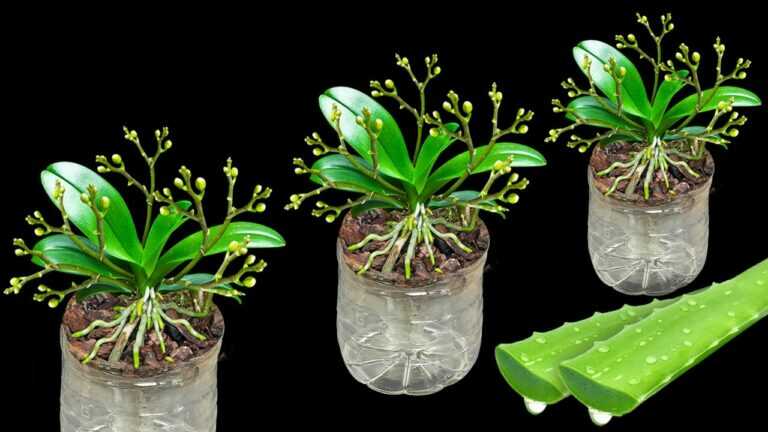 Consigli per coltivare orchidee in bottiglie di plastica! I fiori fioriscono per sempre senza appassire