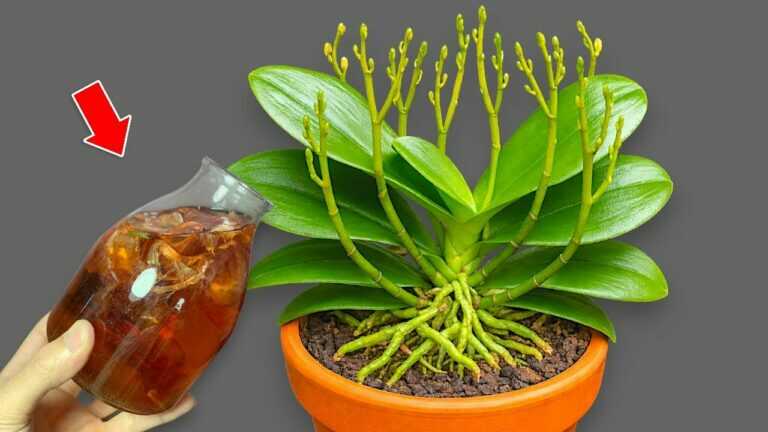 Incroyable ! Pour une tasse par semaine ! Les orchidées créent immédiatement de nouvelles racines et des fleurs