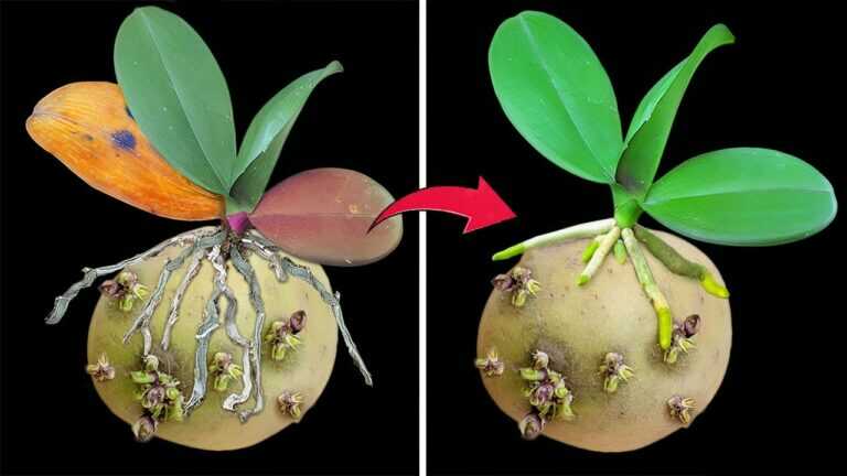 La magia della patata fa crescere immediatamente l’orchidea senza radici