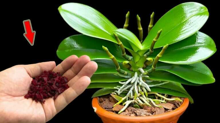 Few people would expect that it makes orchids bloom all year round without spending a penny
