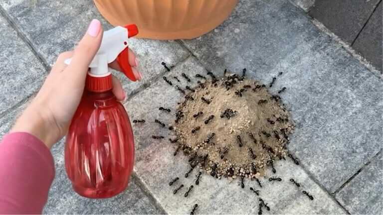 I used 3 drops of this and the ants were gone
