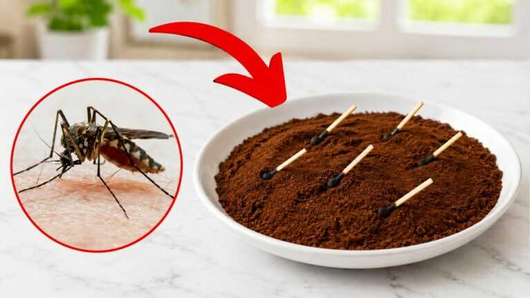 Eliminerai le zanzare in un minuto con questo semplice trucco per il balcone