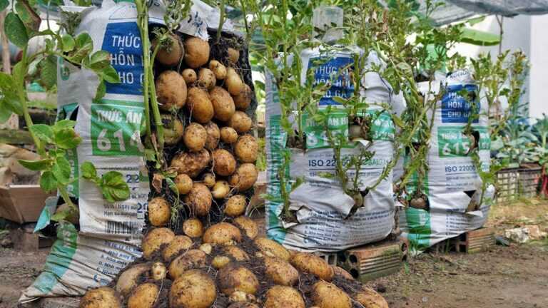 Dlaczego ziemniaki rosnące w workach z ziemią mają tyle bulw? Oto odpowiedź