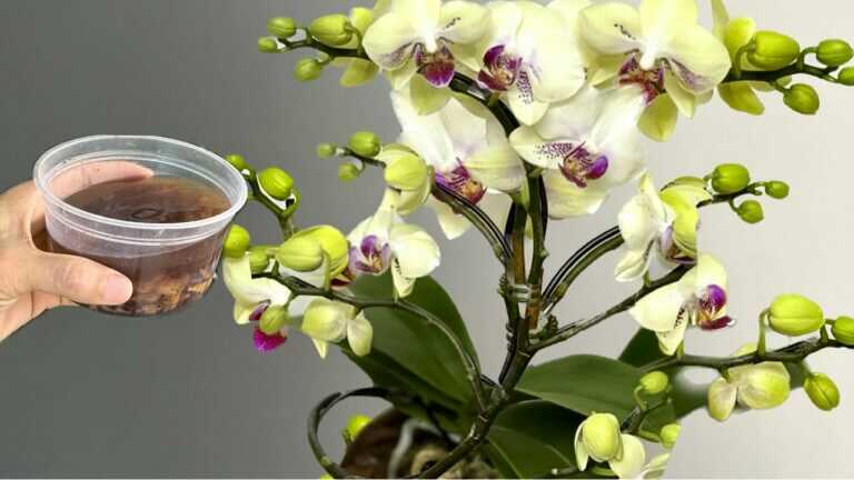 One cup a week! The orchid instantly blooms year-round in this easy way