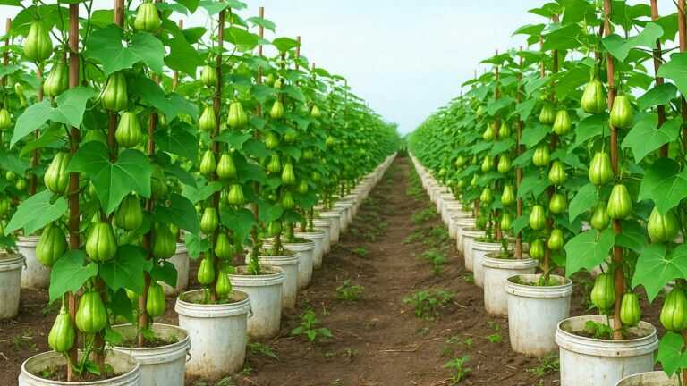 Graines de chayotte ? Vieux seau de peinture ? Cultivez la chayotte comme ceci à la place !