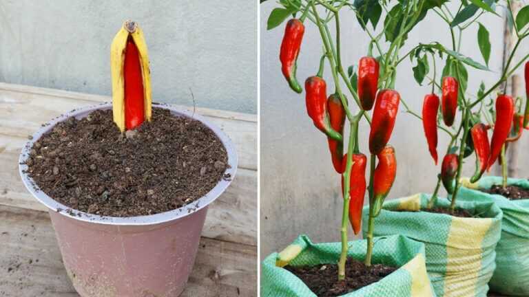Nowa metoda ogrodnicza | Jak rozmnażać papryczki chili w bananach