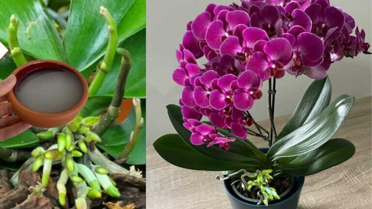 To to wlałem w korzenie! Nagle orchidea wypuściła wiele kwiatowych pędów i zdrowe korzenie.