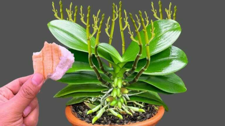 🌸 Dejte 1 kousek pod orchidej! Začne vytvářet nové kořeny a může znovu bohatě kvést