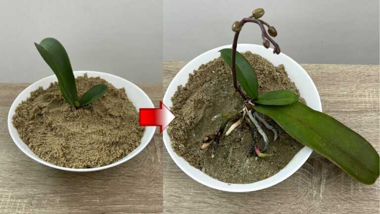 Incredible! Gebruik dit in plaats van orchideeaarde, zodat wortelloze orchideeën en bladeren tot leven komen