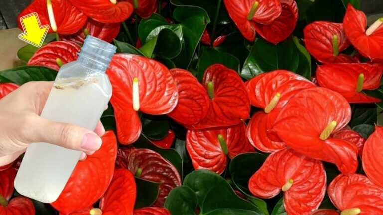 1 Butelka Miesięcznie! Kwiaty Anthurium Nieprzerwanie Przez Cały Rok