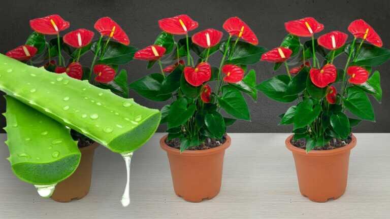 Per favore fallo urgentemente! Anthurium fiorirà copiosamente e produrrà molte radici