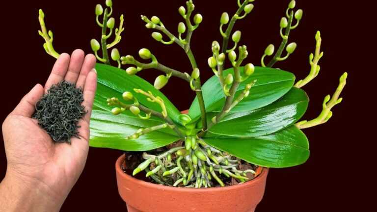 🌿 Posypte jen jednou! A orchidej může vytvořit nová poupata téměř na každém očku