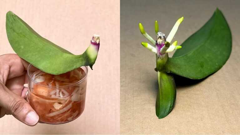 🌿 Je to jako kouzlo! Jak zachránit jediný list orchideje a podpořit tvorbu nových kořenů
