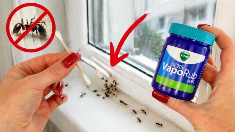 Come tenere lontani gli insetti usando VapoRub sulle tue finestre