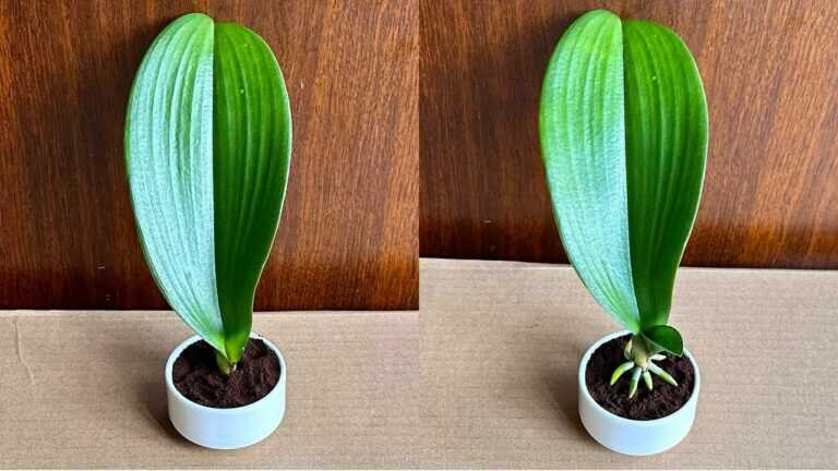 Jen káva! Kořeny orchidejí začnou znovu růst a rostlina může krásně prospívat