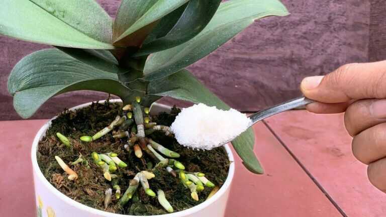 🌸 Nasypte jen 1 čajovou lžičku! Orchidej začne vytvářet nové kořeny a může znovu nádherně kvést