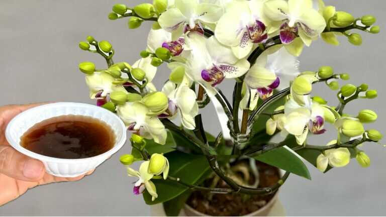 1 tazza a settimana! Centinaia di orchidee fioriscono tutto l’anno senza appassire