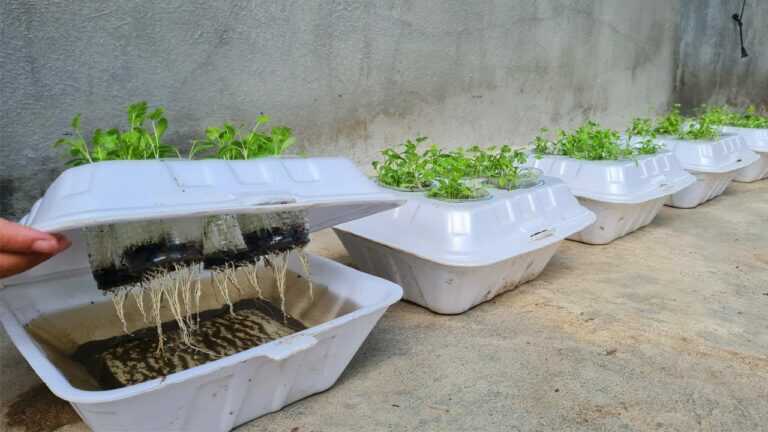 Comment faire pousser de la coriandre dans une boîte en polystyrène avec de l’eau | Faire pousser la coriandre à partir de graines
