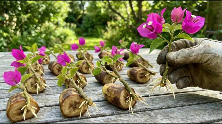 Tylko banan! Gałęzie bougainvillei nagle wypuszczają korzenie (900%) w nocy.