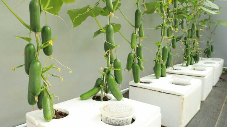 Unbelievably abundant fruit – New method to grow cucumbers at home