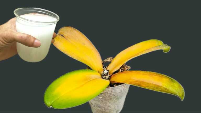 Só 1 copo! Ajuda a orquídea a brotar imediatamente pela base e a florescer muito facilmente