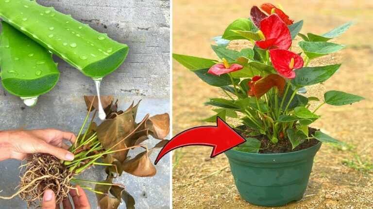 Tips to revive withered anthuriums | How to grow red anthurium