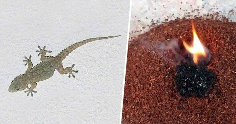 Geckos aus dem Haus vertreiben: Die wirksamsten natürlichen Hausmittel